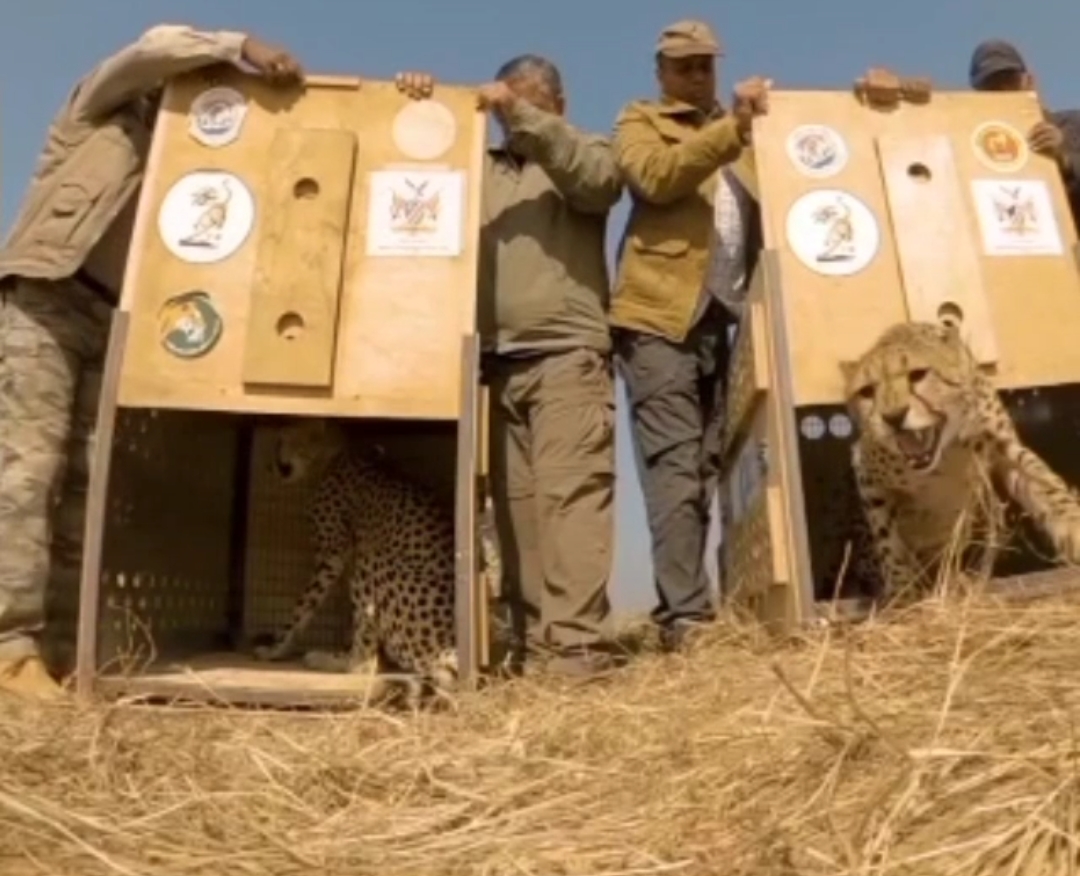 cheetahs tranquilized and released into enclosure