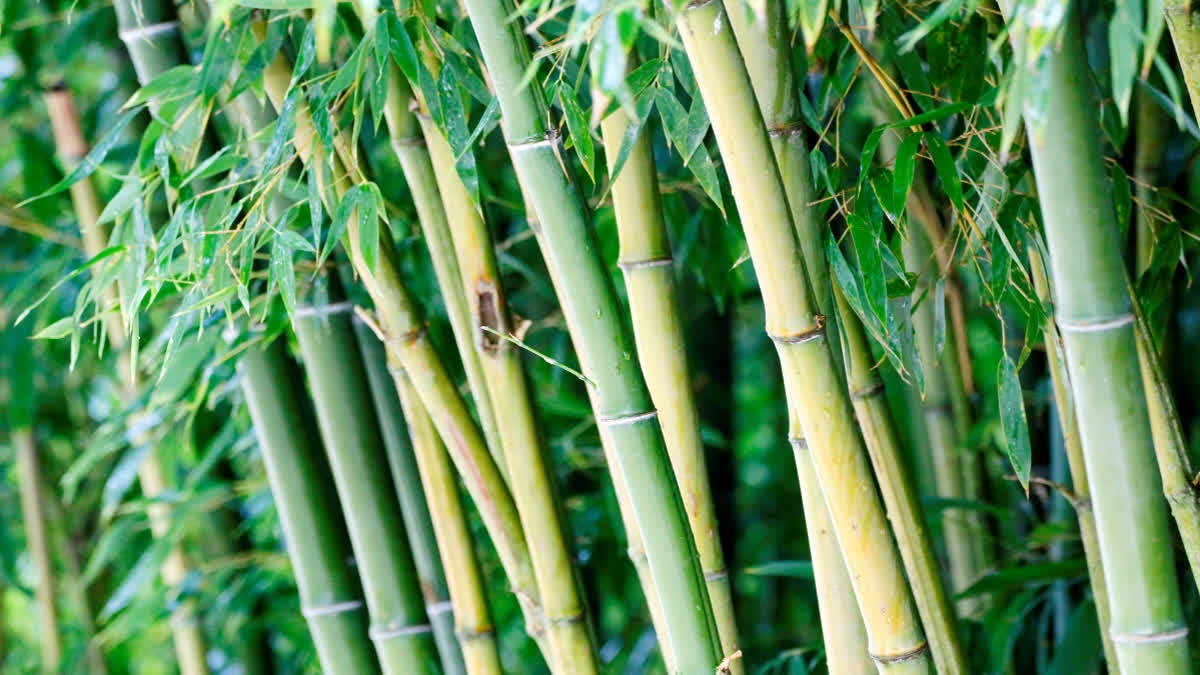 World Bamboo Day 2024: Importance Of Bamboo On A Global Scale