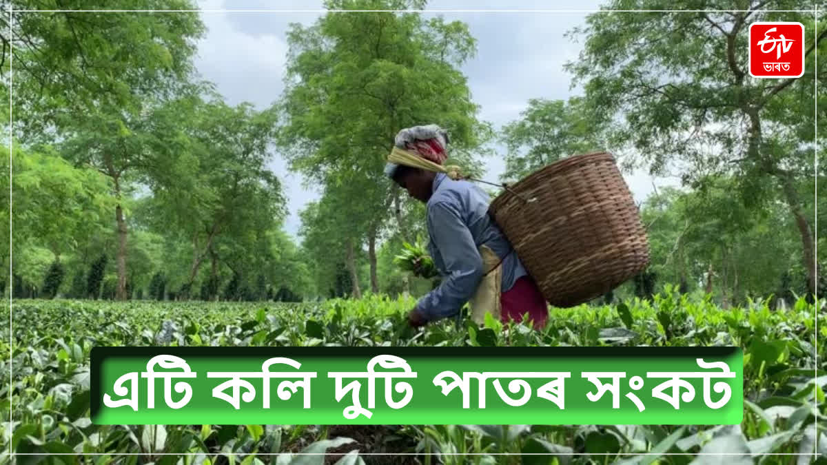 Tea Production in Assam