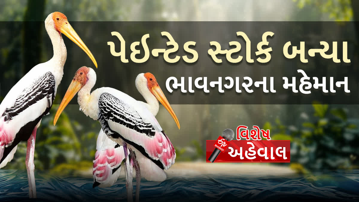 પેઇન્ટેડ સ્ટોર્ક ભાવનગરના મહેમાન બન્યા