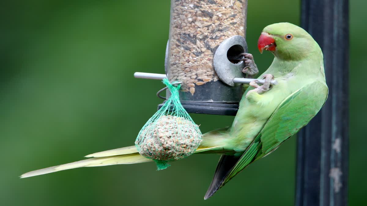 SATNA PARROT THROAT OPERATION