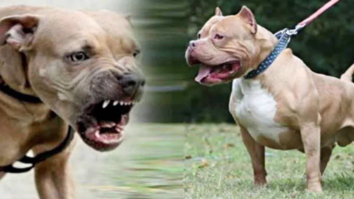 Pit bull Attacks