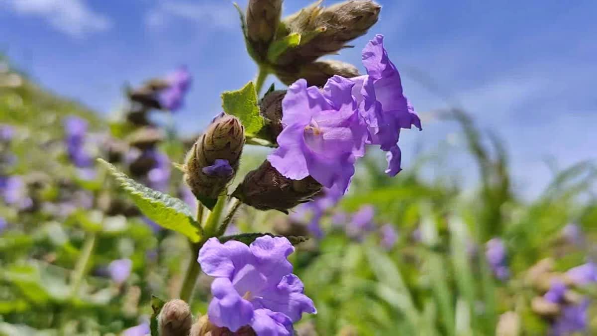 Neelakurinji flowers