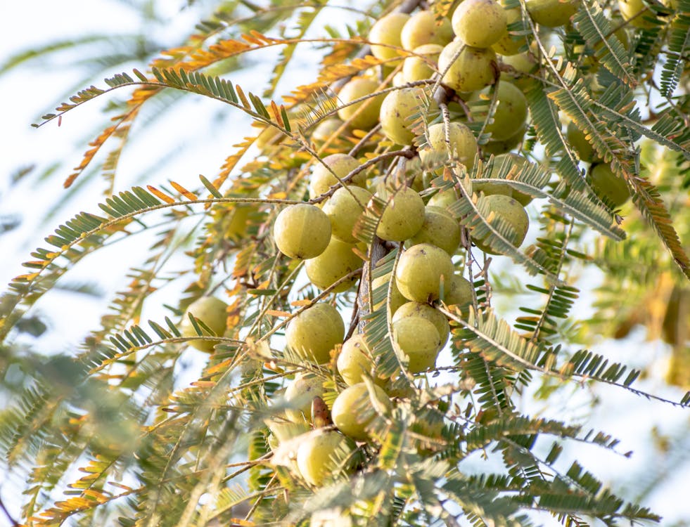 What happens if we have gooseberry indian amla everyday?