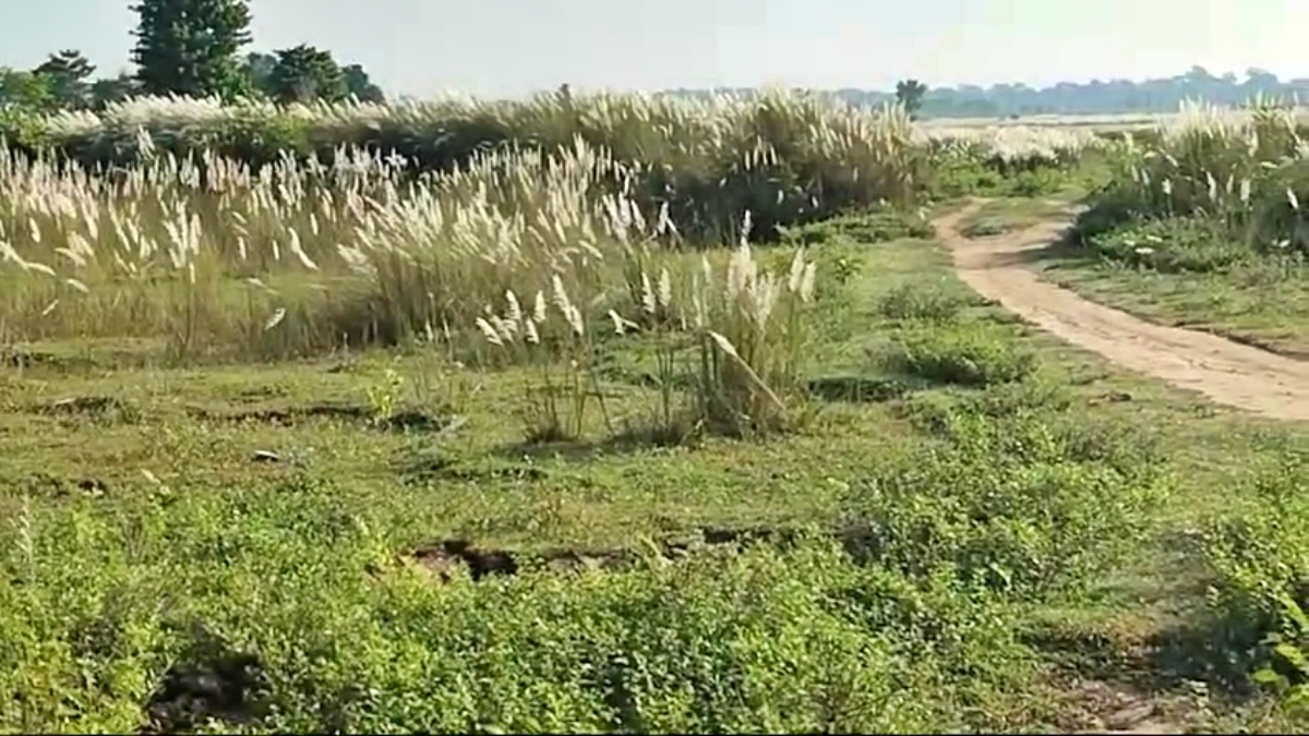 BIHAR TIGER ATTACK