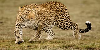 LEOPARD SEEN WITH TWO CUBS