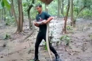 snakes were released into wild