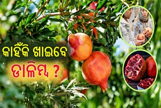 ଏସବୁ ରୋଗ ଦୂର କରେ ଡାଳିମ୍ବ, ଜାଣନ୍ତୁ ଡାଇବେଟିସ୍ ରୋଗୀ ଖାଇଲେ କ'ଣ ହୁଏ ?