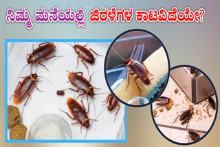 EASY TIPS TO AVOID COCKROACHES  HOW TO AVOID COCKROACHES  COCKROACH NATURAL REPELLENTS  NATURAL WAYS TO KILL COCKROACHES