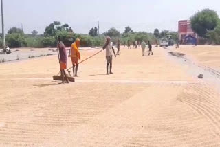 Paddy procurement in Haryana