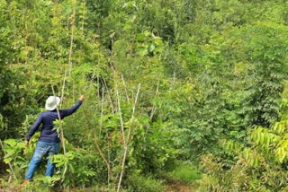 forests release carbon