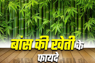 bamboo farming in surguja