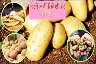 European traders brought potatoes to India for trade in the 15th century