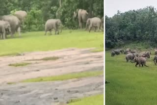 elephants terror in Korba