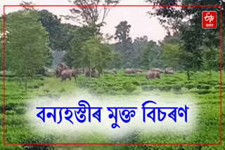 Free movement of wild elephants coming out of the Fibbon sanctuary in Mariani