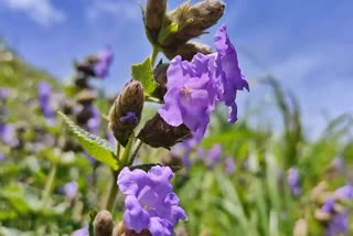 Neelakurinji flowers