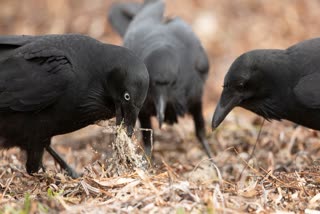 Importance of feeding crows in Pitru Paksha