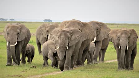 The government ordered the killing of 200 elephants