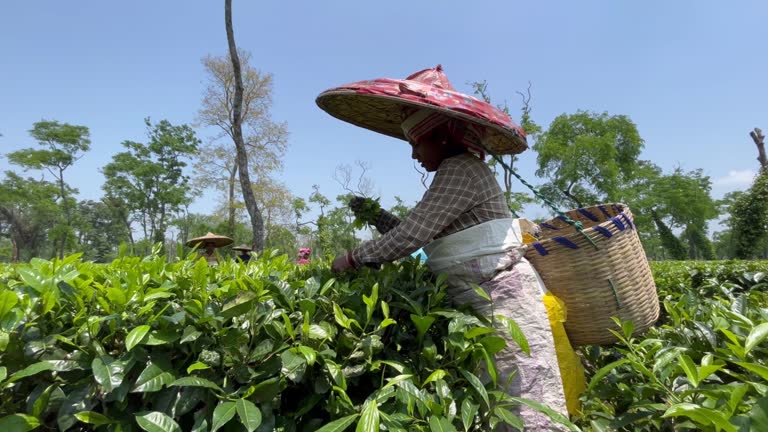 Tea Production in Assam