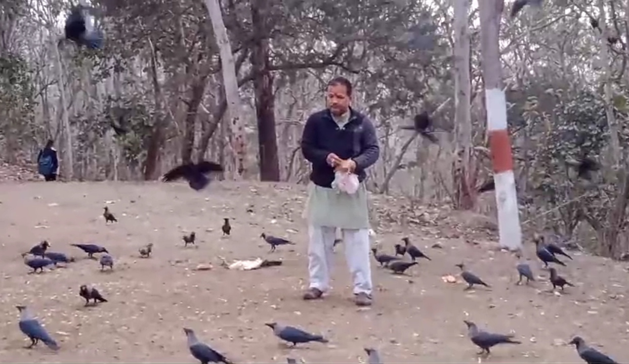 fed crows in sagar