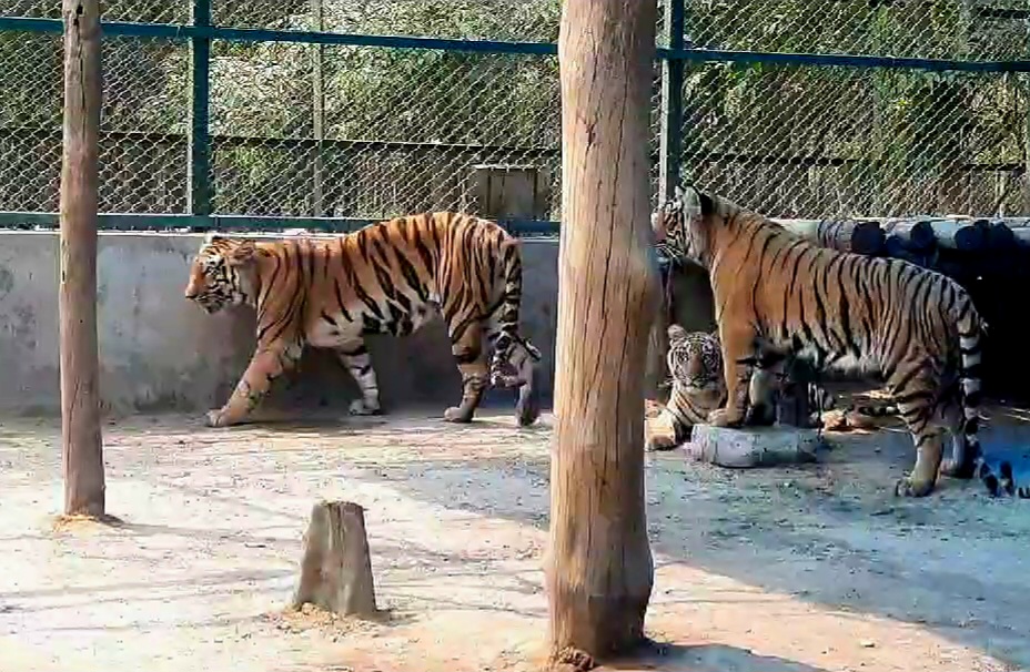 Bengal Safari