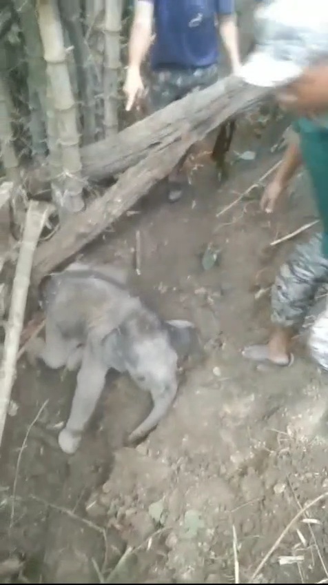 Elephant Cub Rescued