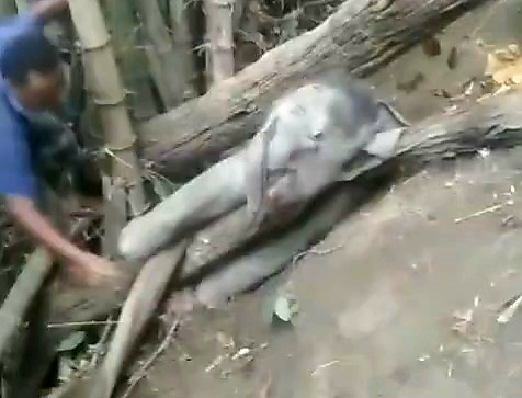 Elephant Cub Rescued