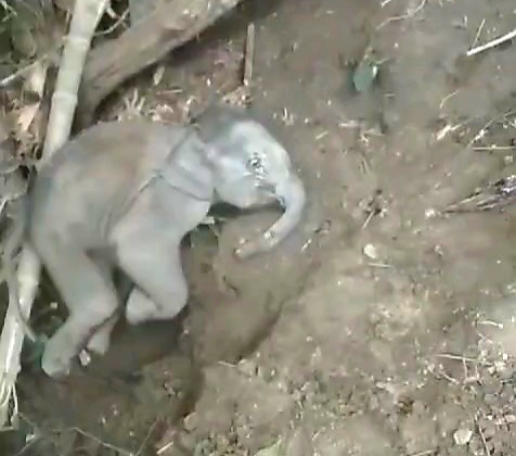 Elephant Cub Rescued