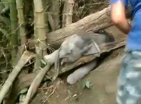 Elephant Cub Rescued