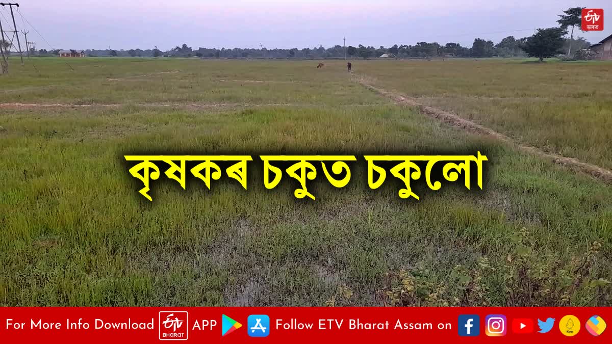 coal mining affects paddy field in titabor