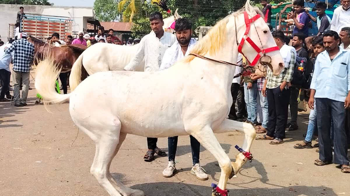 Yeola Horse Market