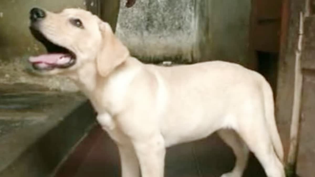 Pet dog killed in training centre