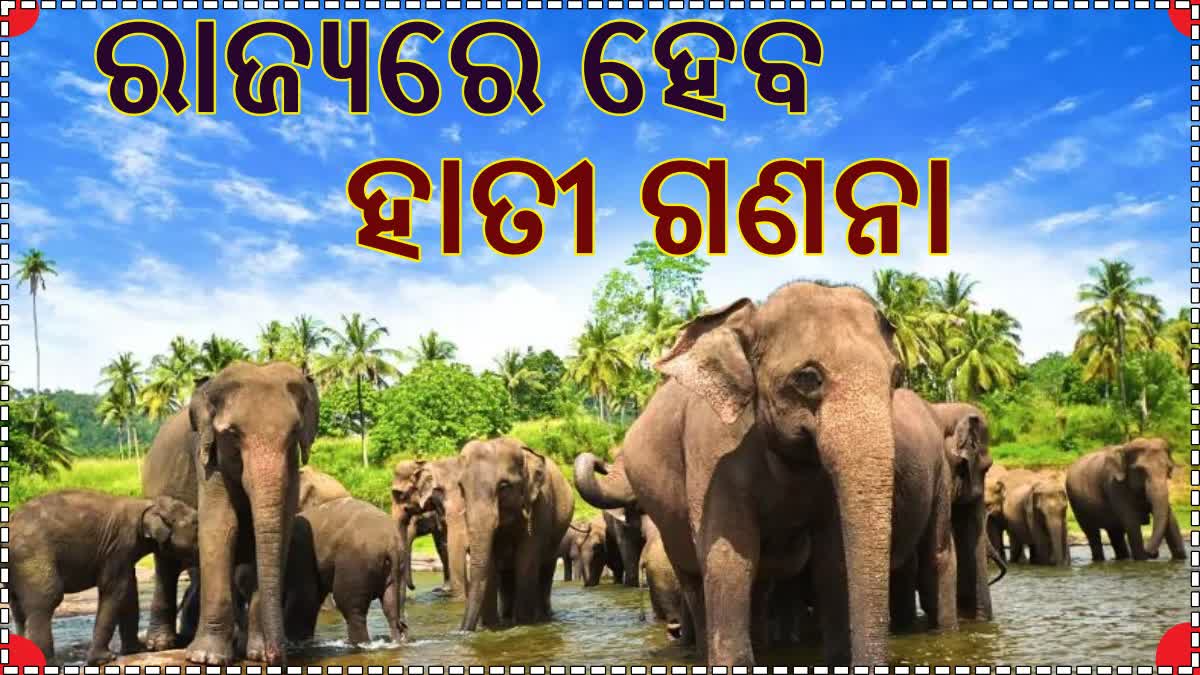 ରାଜ୍ୟ ସରକାରଙ୍କ ଉଦ୍ୟମରେ ଆସନ୍ତା ଏପ୍ରିଲରୁ ଆରମ୍ଭ ହେବ ହାତୀ ଗଣନା