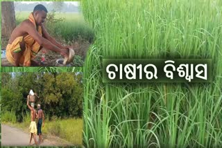 ଆଜି ଗର୍ଭଣା ସଂକ୍ରାନ୍ତି, ଭଲ ଫସଲ ଅମଳ ପାଇଁ ବିଲ ହୁଡ଼ାରେ ଭୋଗ ଲଗାଇଲା ଚାଷୀ