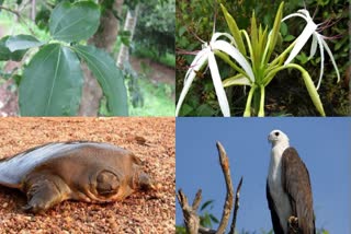 kasarkod tree flower  Biodiversity Management Committee  ജൈവ വൈവിധ്യ പുരസ്‌കാരം  Malabar river lily  കാഞ്ഞിരമരം  Kasaragod Declared District Tree  കാസർകോടിന് ഓദ്യോഗിക വൃക്ഷം  Kasargod District flower  official tree of Kasaragod  വെള്ള വയറന്‍ കടല്‍പ്പരുന്ത്  പാലപ്പൂവന്‍ ആമ