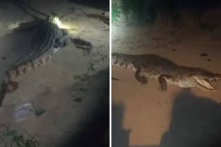 Korba Crocodile Attacked Old Man