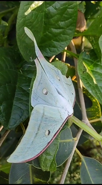 Luna moth