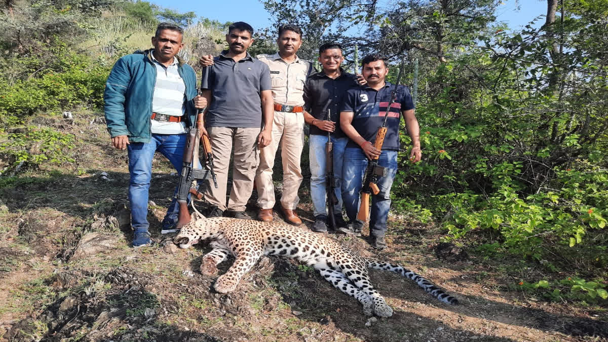 Panther Shot Dead in Udaipur