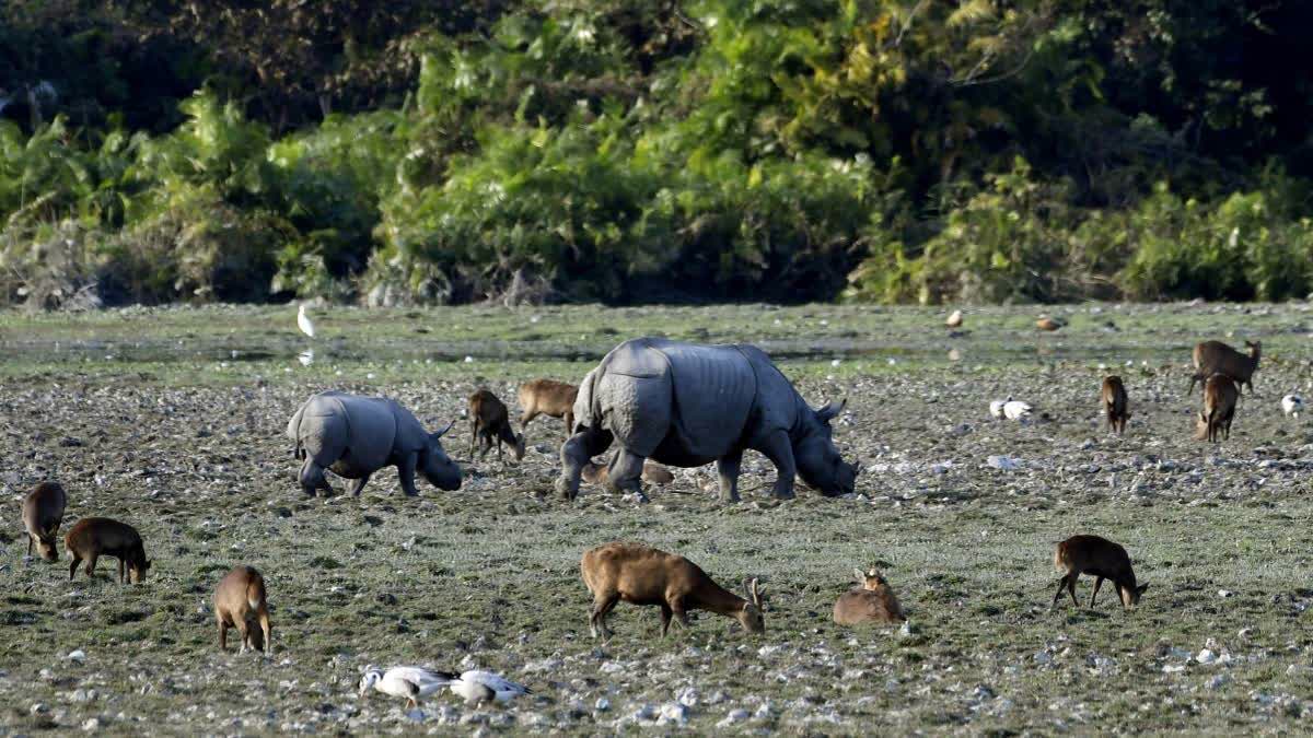 Kaziranga National Park Sees Surge In Tourist Footfall, Earns Rs 29 Lakh Revenue In 15 Days