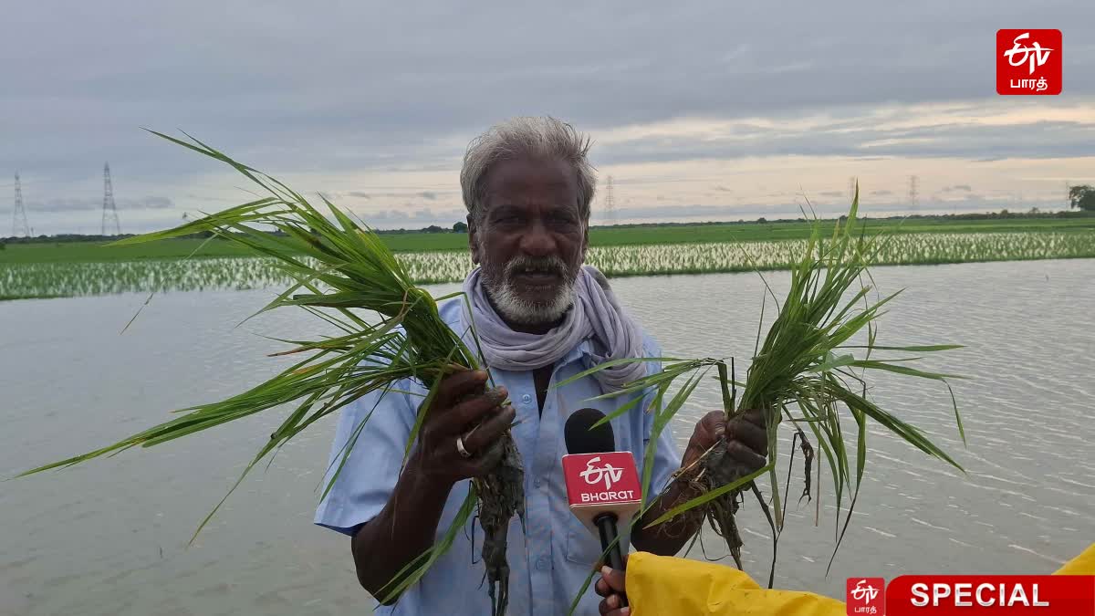 சேதமடைந்த நெற்பயிர்களுடன் விவசாயி கஜேந்திரன்