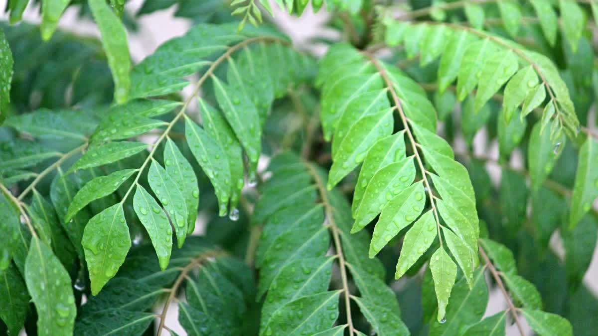 Curry leaves health benefits