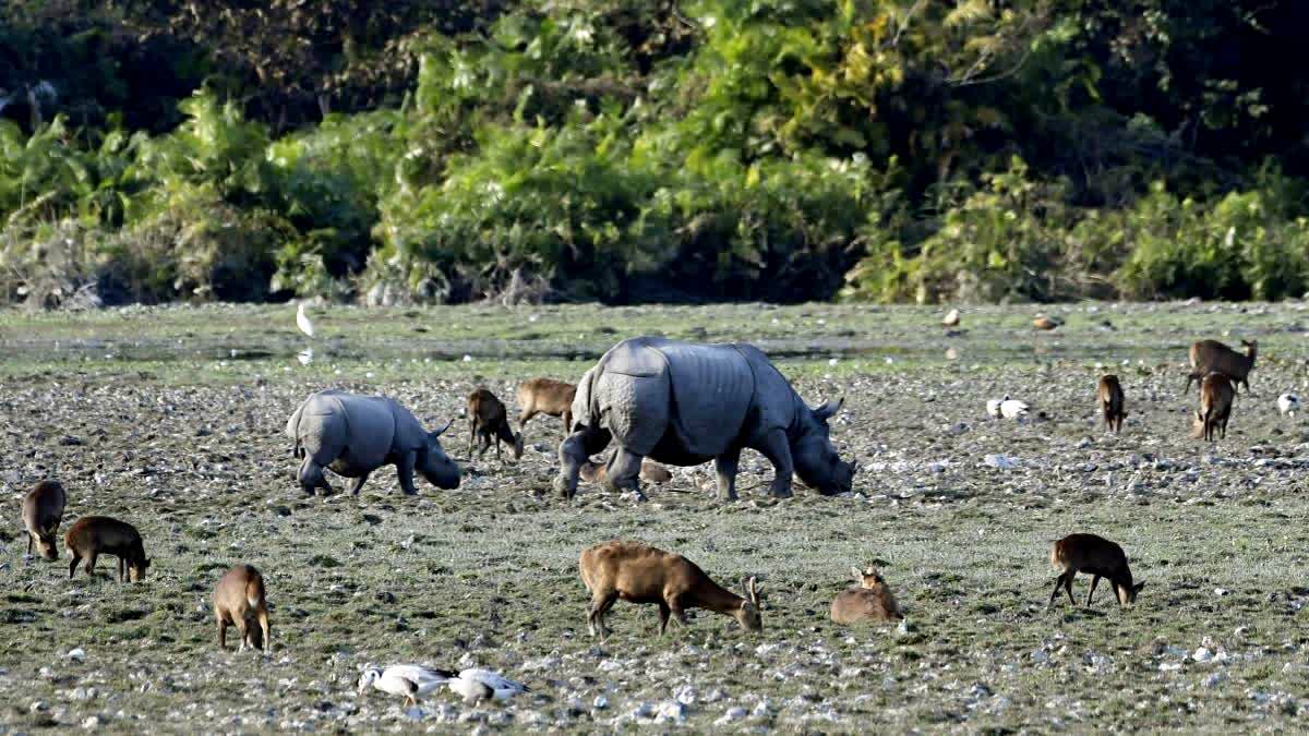 Kaziranga National Park and Tiger Reserve