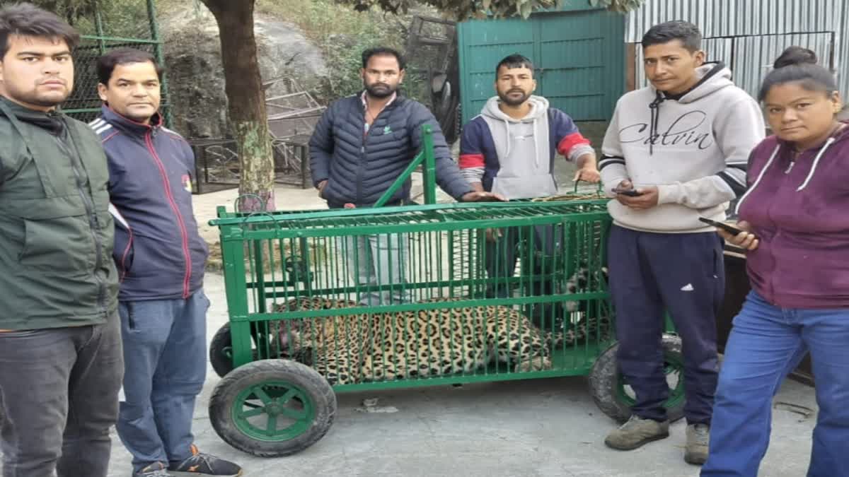 TERROR OF LEOPARD IN ALMORA