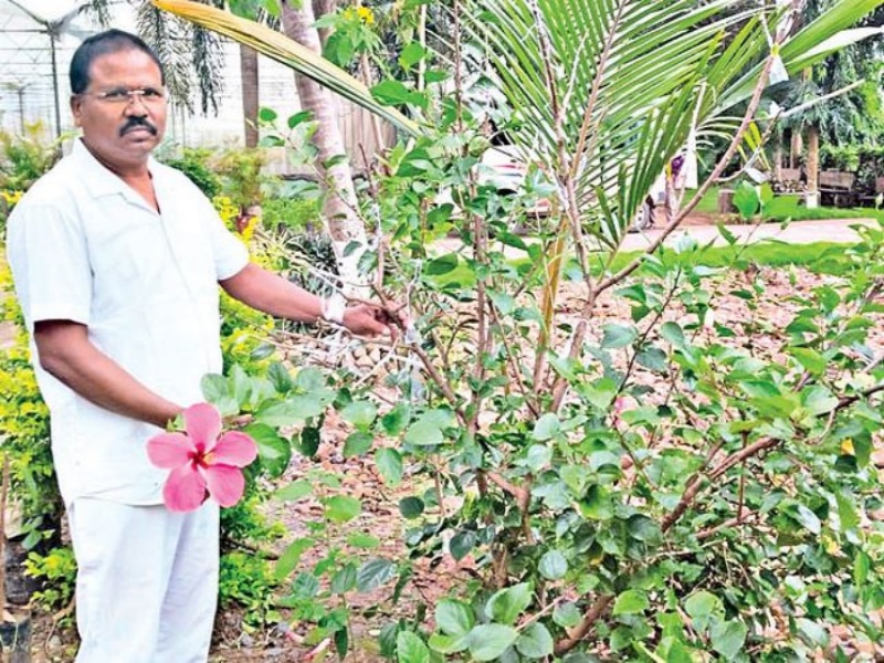 Different Type Fruits on Single Mango Tree