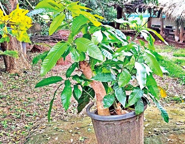 Different Type Fruits on Single Mango Tree