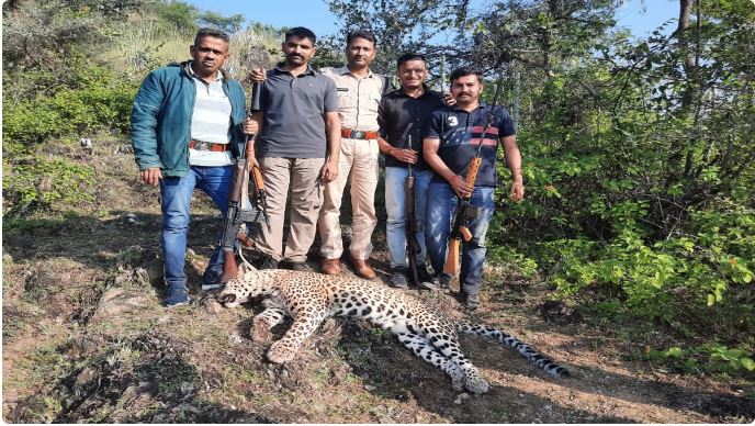 Panther Shot died in udaipur