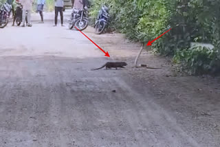 fight-between-snake-and-mongoose-video-viral-battle-between-snake-and-mongoose