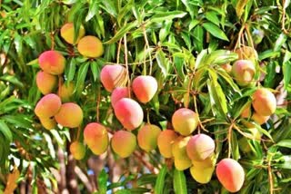 TYPES OF FRUITS IN ONE MANGO TREE