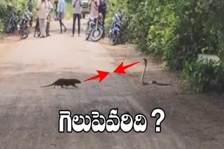 Snake And Mongoose Fight  Video