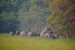 Elephants rampage in Manendragarh